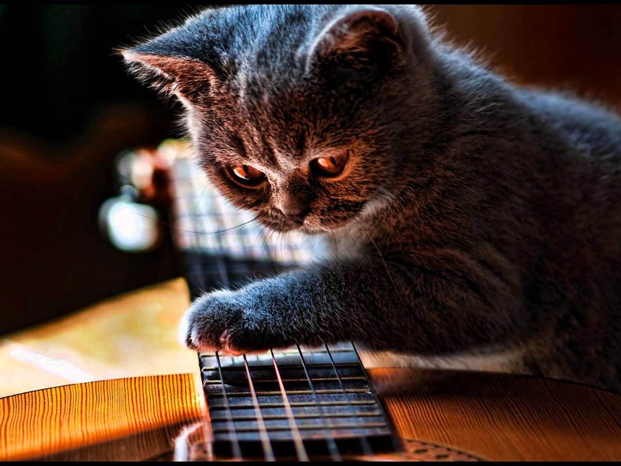 Котята с музыкальными инструментами